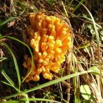 Funghi, funghi e ancora funghi